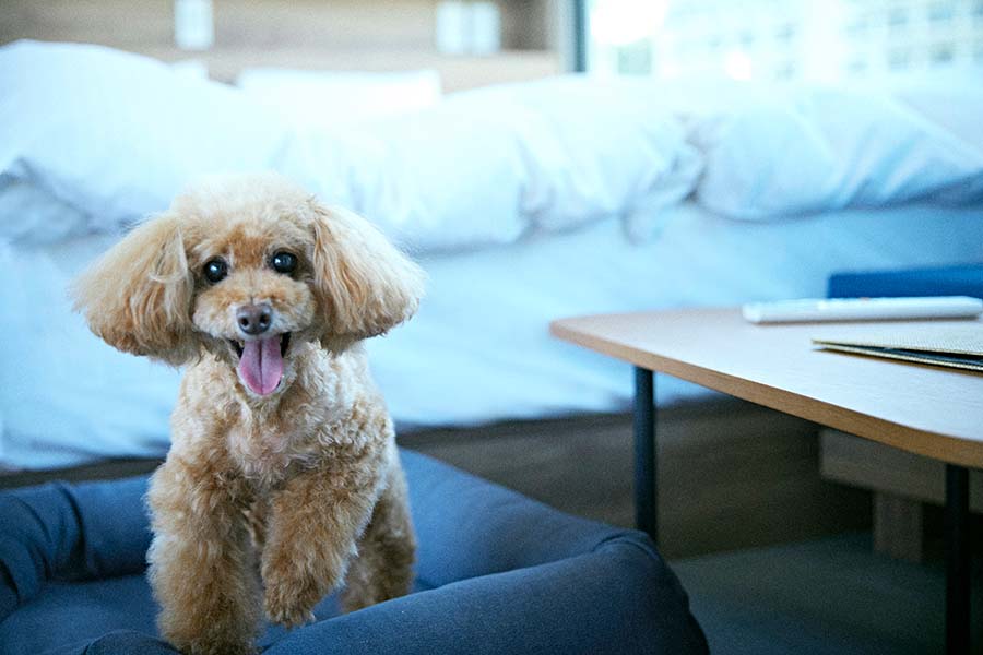 愛犬と一緒にオーシャンリゾートを満喫